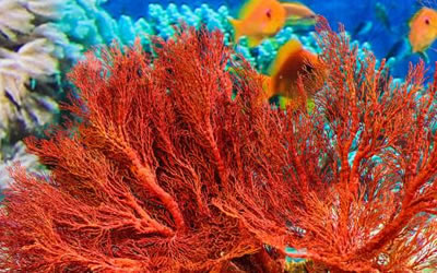 3月6日的诞生石是什么是什么星座 八字网 3月6日的诞生石是什么是什么星座 八字网