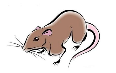 生肖鼠