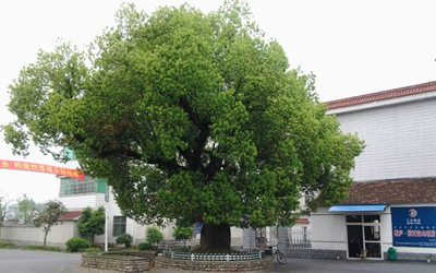 命理知识 风水学  一套住宅的风水受大门和窗户的影响很大,因为大门是