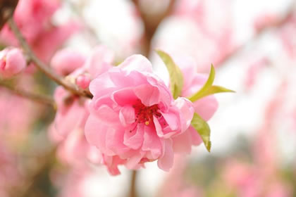 桃花位