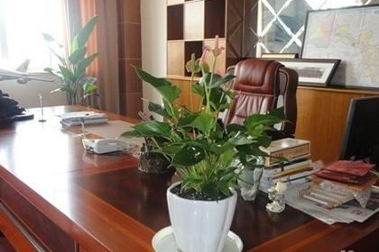 办公桌风水适合老板桌上摆的植物有什么