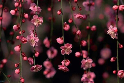 家里卧室的桃花位究竟要放什么吉祥物