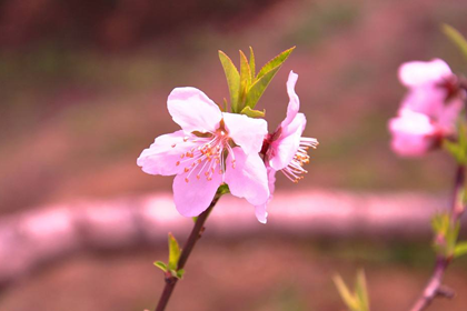 家里的桃花位放假花究竟会怎么样
