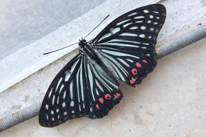 家中飞进蝴蝶好不好需要赶走吗 八字网