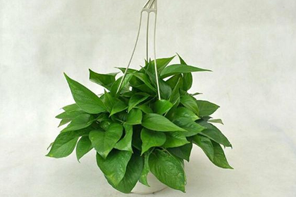 风水