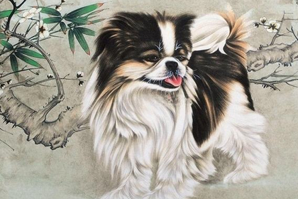 生肖狗