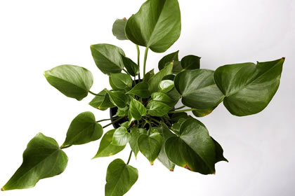 风水学