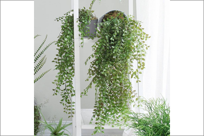 植物风水室内养什么垂吊植物可以去霉运-八字
