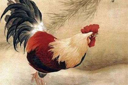 揭秘2005年出生的属鸡财运运势