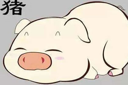 生肖 分析 