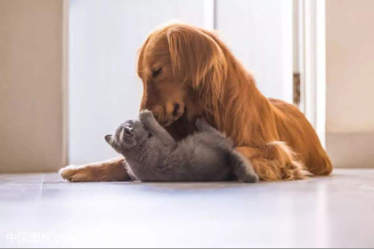 家里同时养猫和狗会影响风水吗