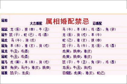 生肖分析 