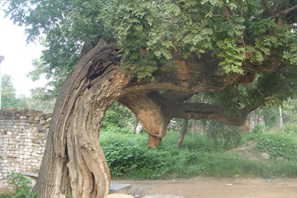 五行缺土