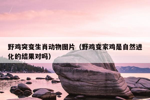 野鸡突变生肖动物图片（野鸡变家鸡是自然进化的结果对吗）