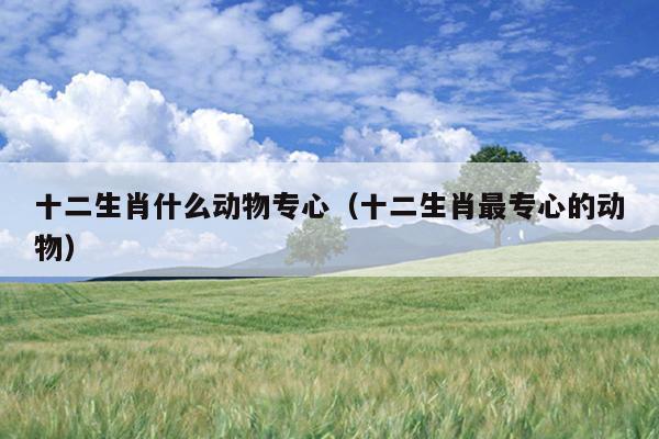 十二生肖什么动物专心（十二生肖最专心的动物）