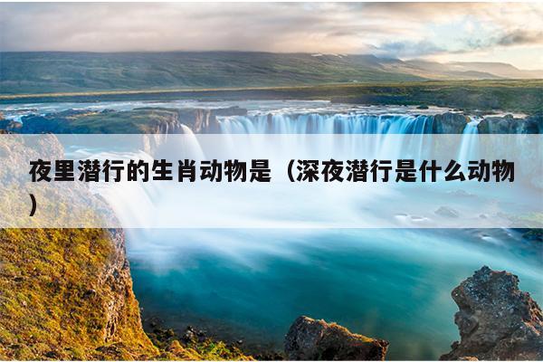 夜里潜行的生肖动物是（深夜潜行是什么动物）