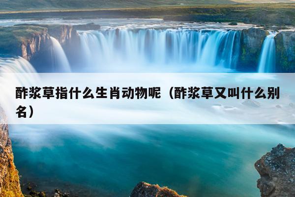 酢浆草指什么生肖动物呢（酢浆草又叫什么别名）