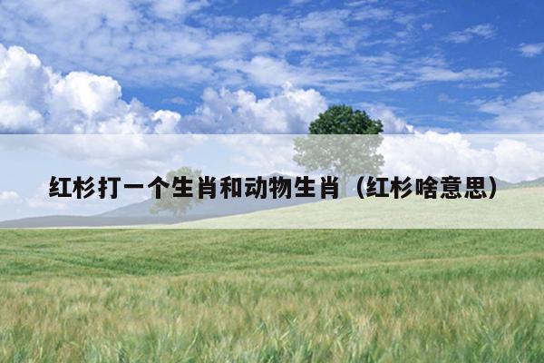 红杉打一个生肖和动物生肖（红杉啥意思）