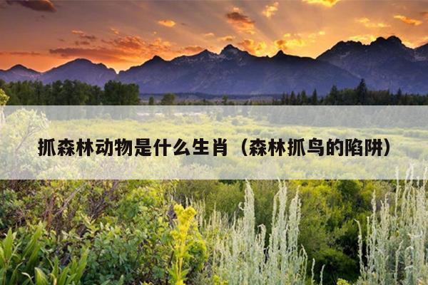 抓森林动物是什么生肖（森林抓鸟的陷阱）