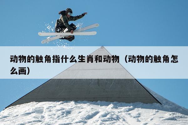 动物的触角指什么生肖和动物（动物的触角怎么画）