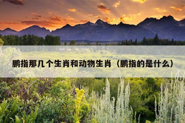 鹏指那几个生肖和动物生肖（鹏指的是什么）