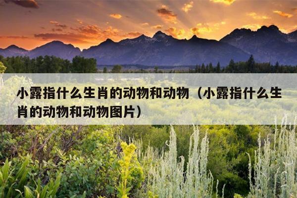 小露指什么生肖的动物和动物（小露指什么生肖的动物和动物图片）