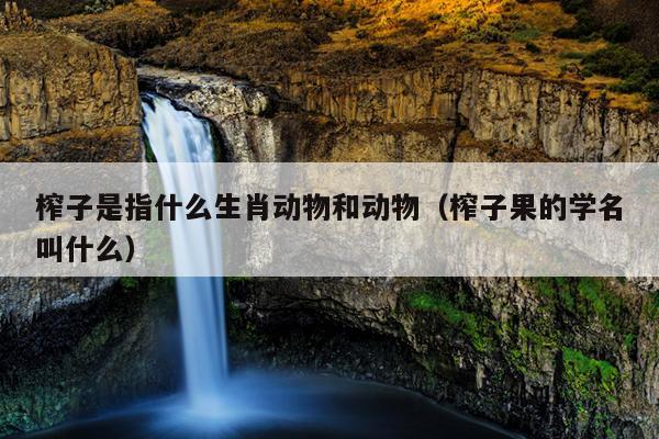 榨子是指什么生肖动物和动物（榨子果的学名叫什么）
