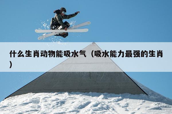 什么生肖动物能吸水气（吸水能力最强的生肖）