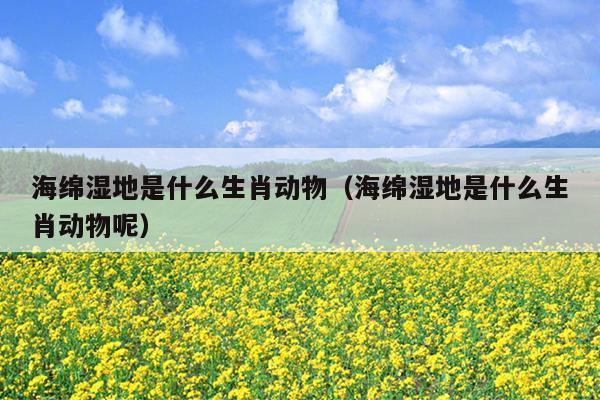 海绵湿地是什么生肖动物（海绵湿地是什么生肖动物呢）