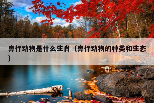 鼻行动物是什么生肖（鼻行动物的种类和生态）