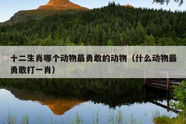 十二生肖哪个动物最勇敢的动物（什么动物最勇敢打一肖）