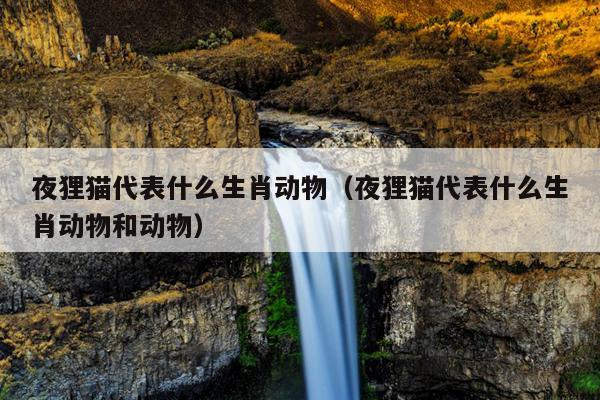 夜狸猫代表什么生肖动物（夜狸猫代表什么生肖动物和动物）