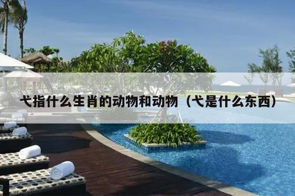 弋指什么生肖的动物和动物（弋是什么东西）