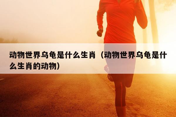 动物世界乌龟是什么生肖（动物世界乌龟是什么生肖的动物）