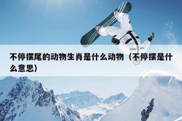 不停摆尾的动物生肖是什么动物（不停摆是什么意思）