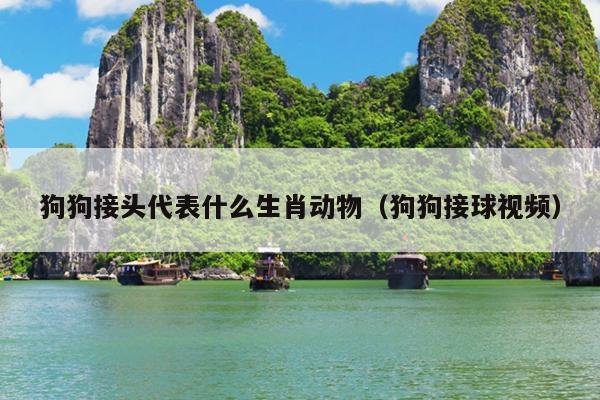 狗狗接头代表什么生肖动物（狗狗接球视频）