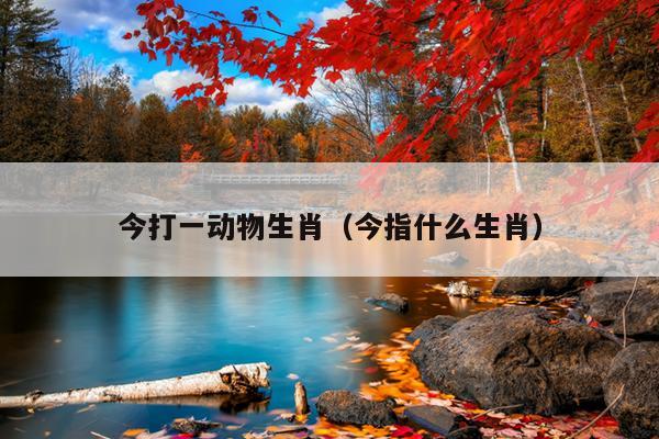 今打一动物生肖（今指什么生肖）