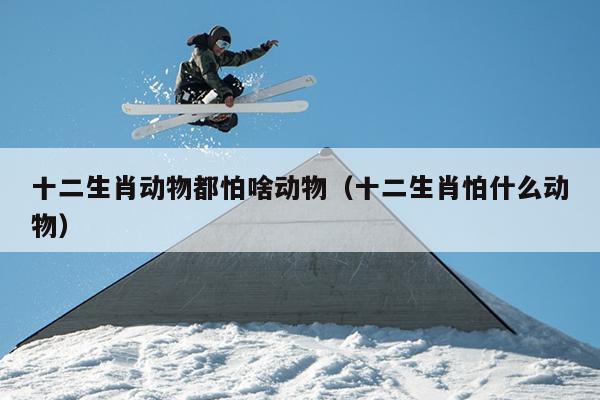 十二生肖动物都怕啥动物（十二生肖怕什么动物）