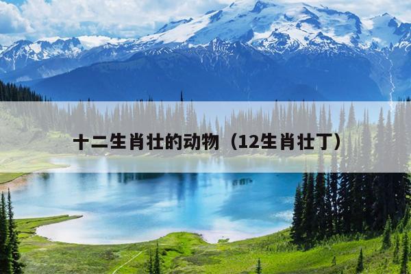 十二生肖壮的动物（12生肖壮丁）