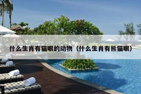 什么生肖有猫眼的动物（什么生肖有熊猫眼）