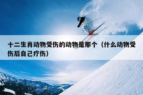 十二生肖动物受伤的动物是那个（什么动物受伤后自己疗伤）