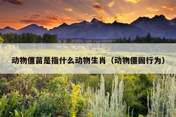 动物僵苗是指什么动物生肖（动物僵固行为）