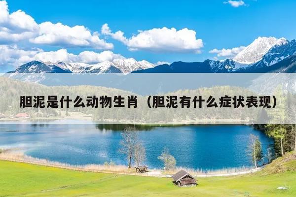 胆泥是什么动物生肖（胆泥有什么症状表现）