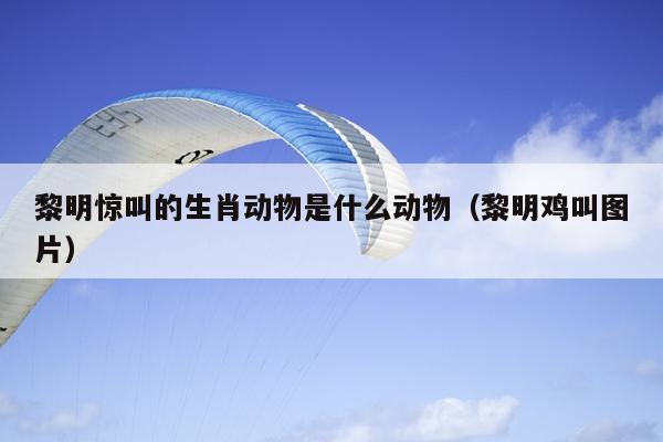 黎明惊叫的生肖动物是什么动物（黎明鸡叫图片）