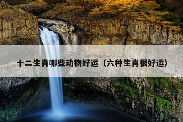 十二生肖哪些动物好运（六种生肖很好运）