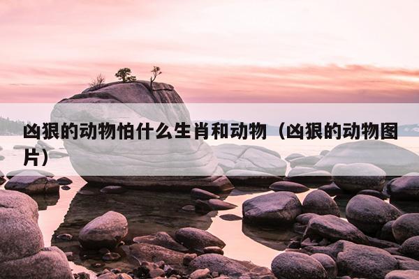 凶狠的动物怕什么生肖和动物（凶狠的动物图片）