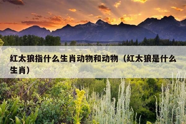 红太狼指什么生肖动物和动物（红太狼是什么生肖）