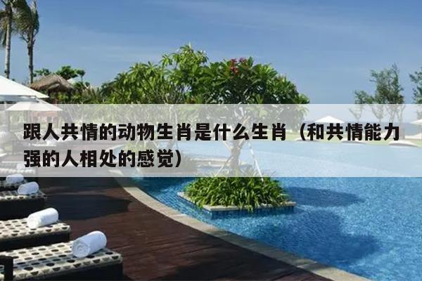 跟人共情的动物生肖是什么生肖（和共情能力强的人相处的感觉）