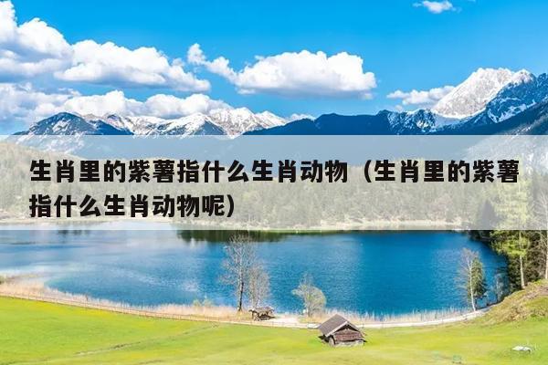 生肖里的紫薯指什么生肖动物（生肖里的紫薯指什么生肖动物呢）