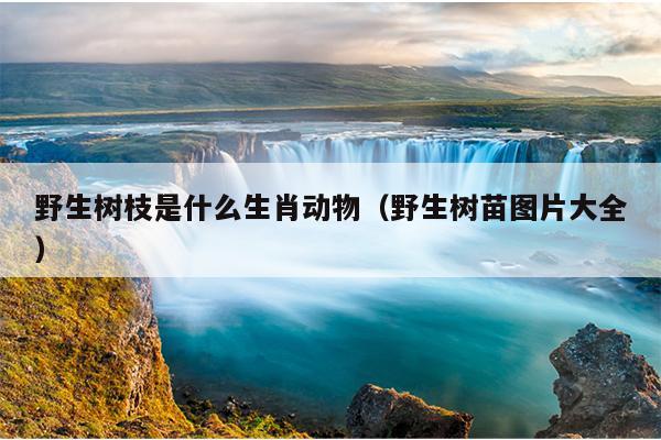 野生树枝是什么生肖动物（野生树苗图片大全）